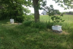 beehive1