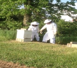 beehive2