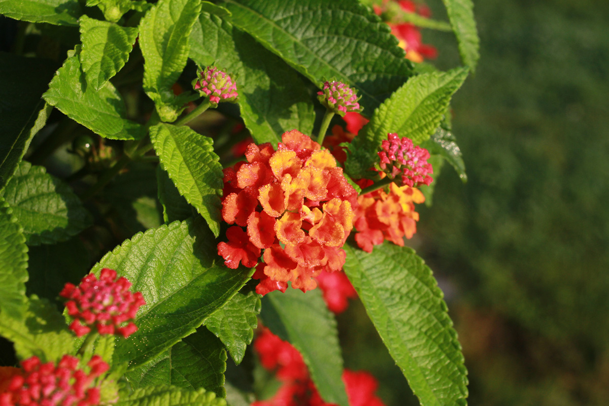 Heartland Growers Wholesale Nursery And Greenhouse